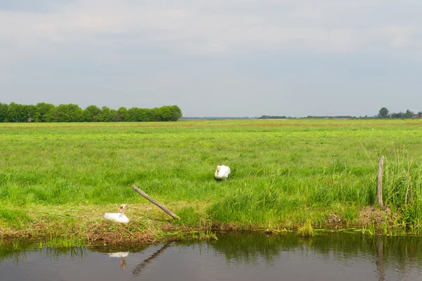 Couple cygnes avec nid — Photo