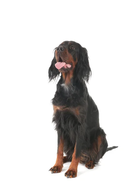 Gordon Setter —  Fotos de Stock