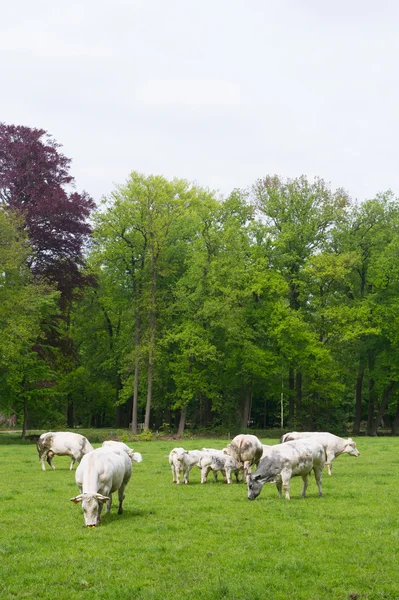 Dikke bill koeien in de velden — Stockfoto