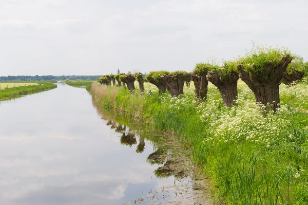 Satır pollard willows ve inek maydanoz — Stok fotoğraf