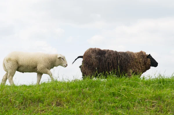 Sheep on the grass dike — Stock Photo, Image