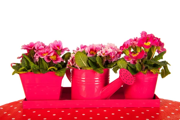 Pink Primroses — Stock Photo, Image