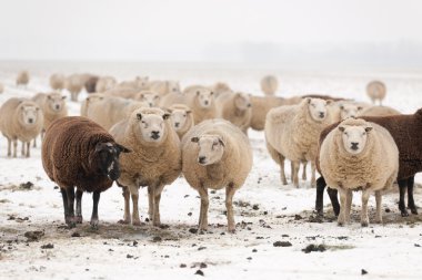 Karda koyun sürüsü