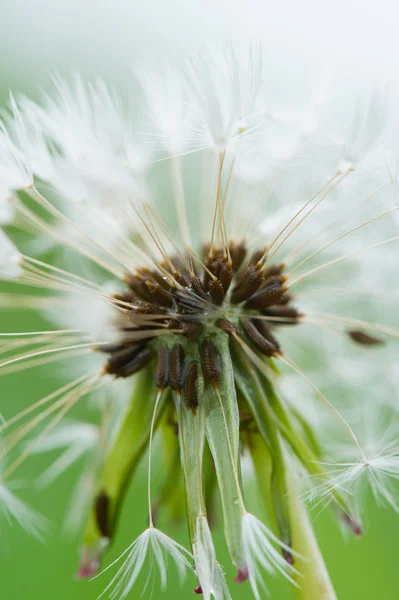 Hawkbit in seed — Stock Photo, Image