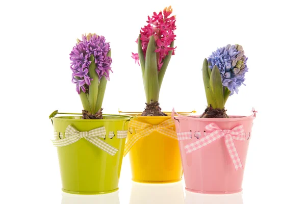 Färgglada hyacinter — Stockfoto
