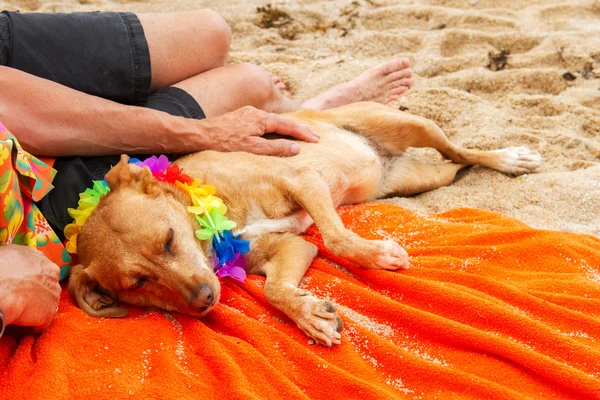 Man laying with dog at the beach — Stock Photo, Image