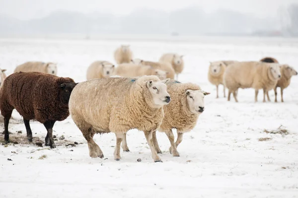 Karda koyun sürüsü