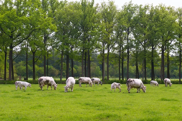 Vacas de bico grosso nos campos — Fotografia de Stock