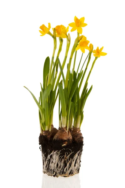Gele narcissen in het voorjaar — Stockfoto