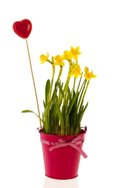Daffodils em balde rosa com coração vermelho — Fotografia de Stock