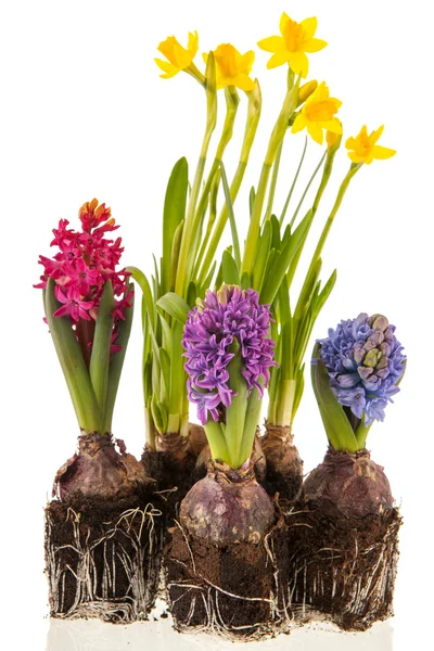 Påskliljor och hyacinter — Stockfoto