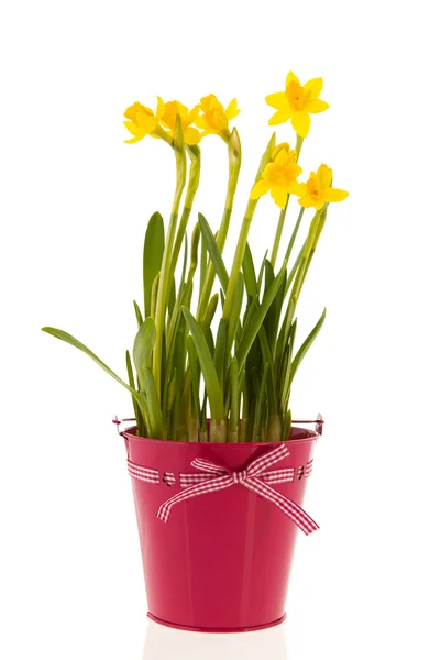 Narcisos en cubo rosa — Foto de Stock