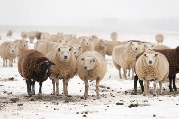Karda koyun sürüsü