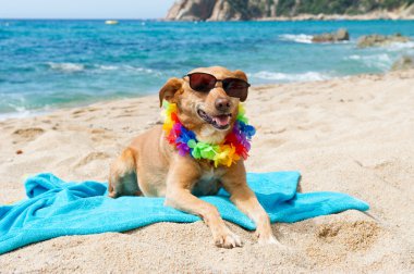 plaj rahatlatıcı köpek