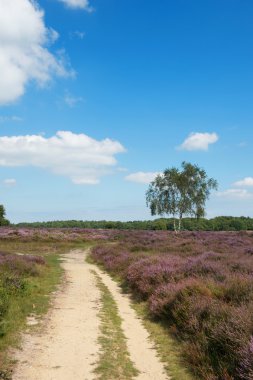 Heather paisaje con solo carril