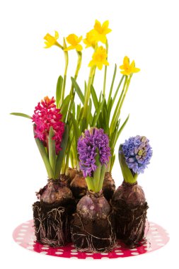 Nergis ve sümbül plaka üzerinde