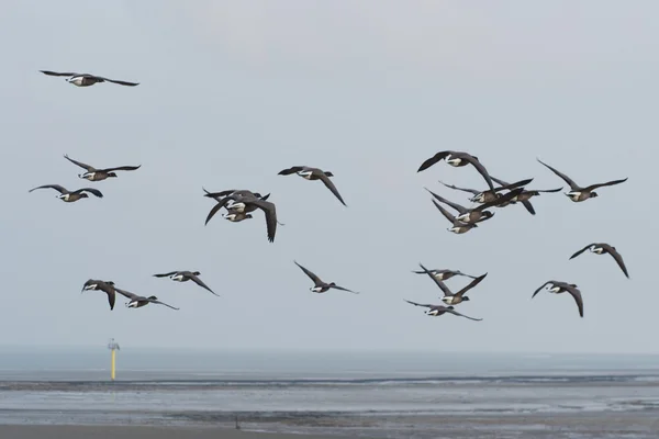 Brent gooses flying above the wadden sea — Stock Photo, Image