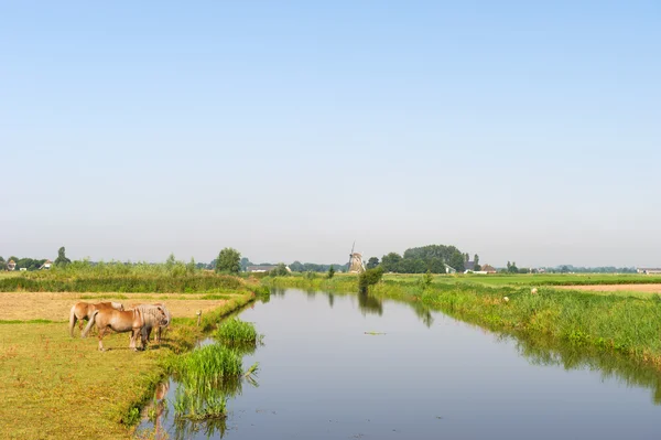 Nederlandse landschap met paarden water en windmolen — Stockfoto