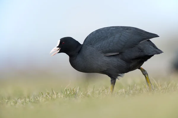 Eurasian Coot — Stock Photo, Image