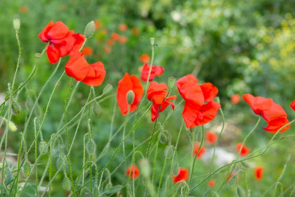 Field red poppies — Stock Photo, Image