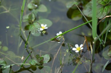 frogbit su