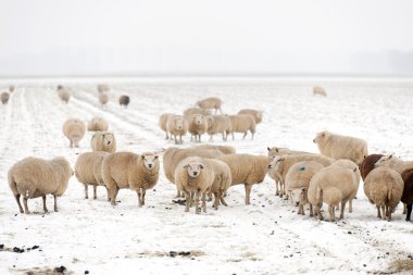 Karda koyun sürüsü
