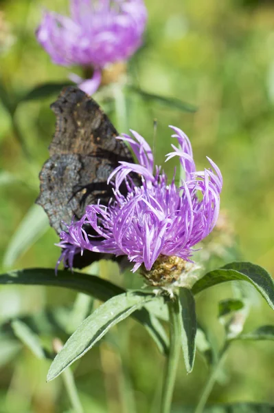 Motyl Paw za oset — Zdjęcie stockowe