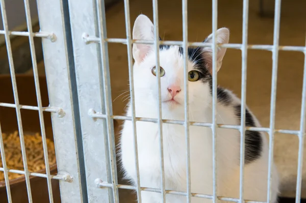 Cat in animal shelter