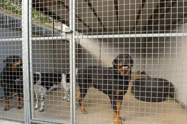 Dogs in cage — Stock Photo, Image