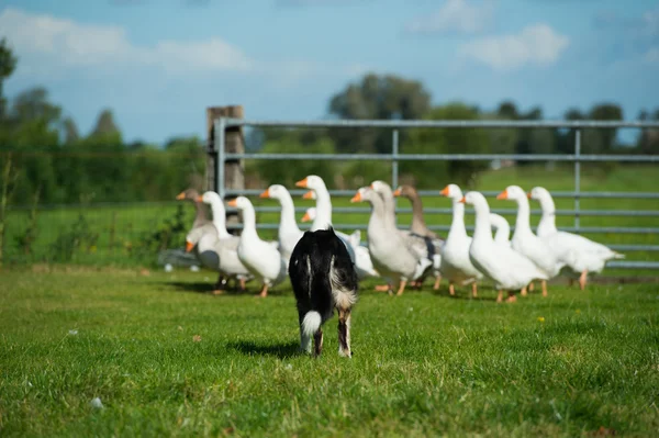 Gränsen collie drivande gooses — Stockfoto