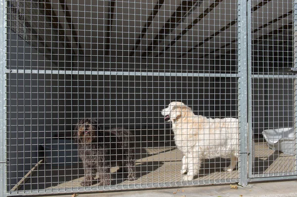 Dogs in cage — Stock Photo, Image