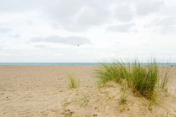 Lege strand in Nederland — Stockfoto