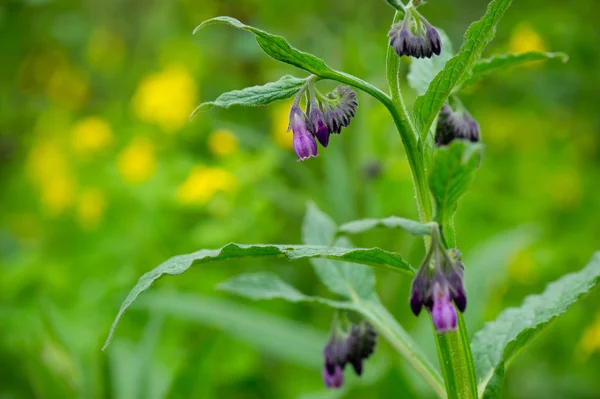 보라색 Comfrey — 스톡 사진