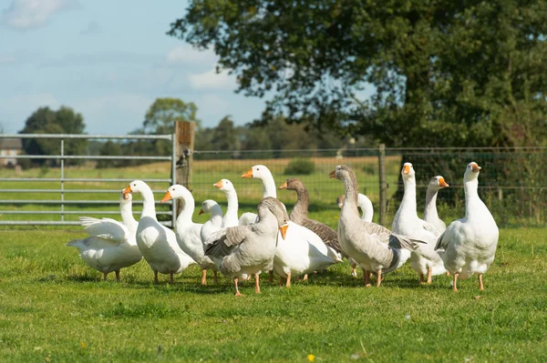 잔디 필드에서 gooses — 스톡 사진