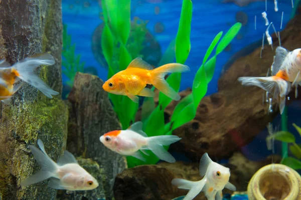 Золотые рыбы — стоковое фото