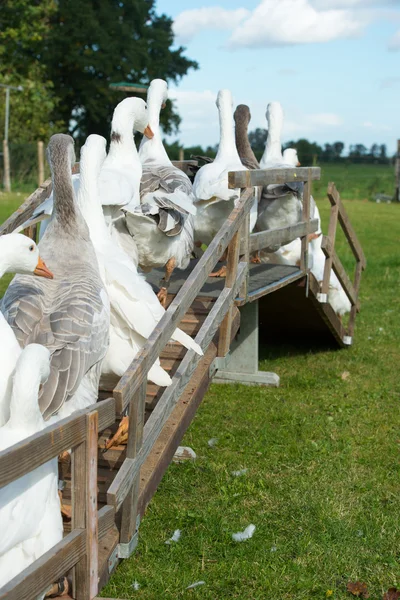Gooses över bron — Stockfoto