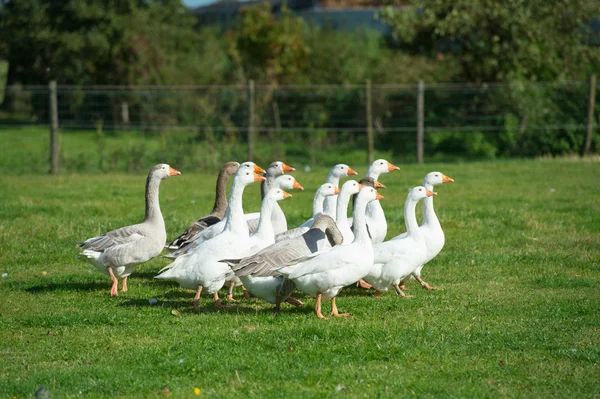 잔디 필드에서 gooses — 스톡 사진