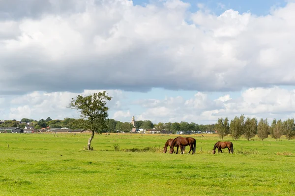Paesaggio olandese con cavalli — Foto Stock