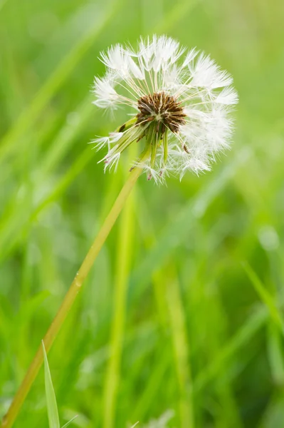 Leeuwentand in zaad — Stockfoto