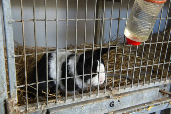 Pathetic rabbit in cage — Stock Photo, Image