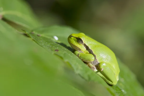 Tree frog Hyla arborea — Stock Photo, Image