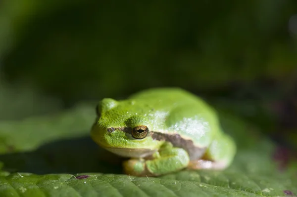 Деревна жаба Hyla arborea — стокове фото