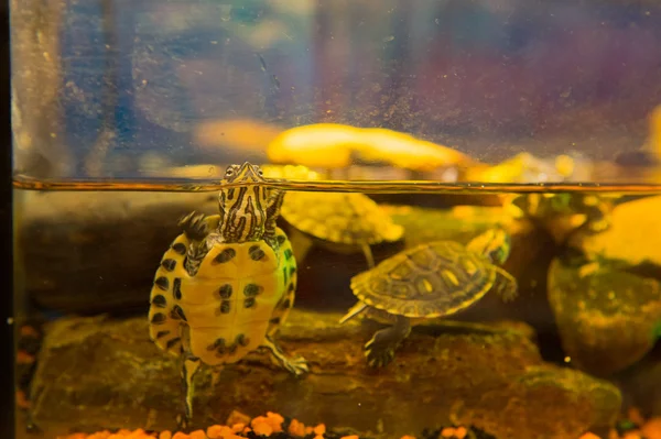 Tartarugas aquáticas — Fotografia de Stock