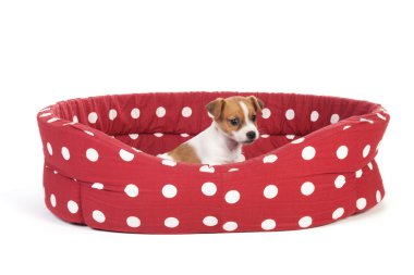 kırmızı benekli köpek yavrusu ile evde beslenen hayvan yatak