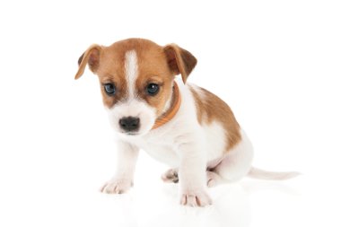 altı haftalık jack russel