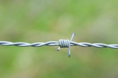 Champ de maïs à la récolte