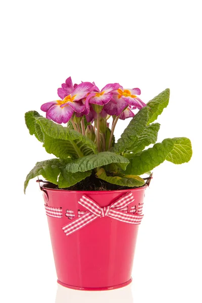 Rosa primrose i hink — Stockfoto