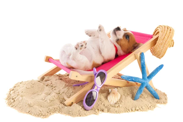 Beach puppy — Stock Photo, Image