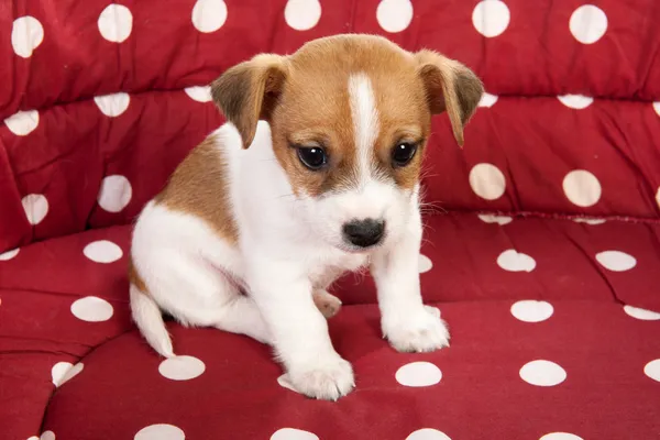 Red spotted pet bed with little puppy — Stock Photo, Image