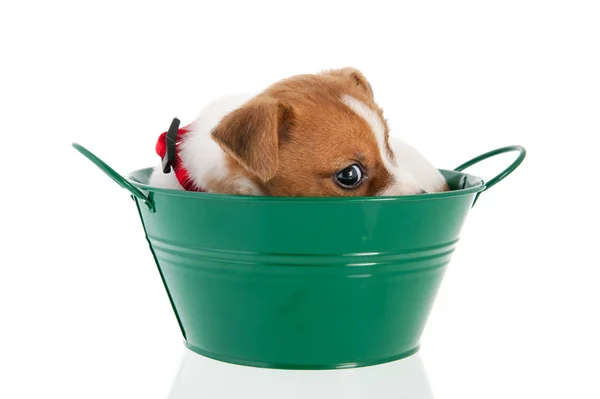 Six weeks old Jack Russel in green bucket — Stock Photo, Image